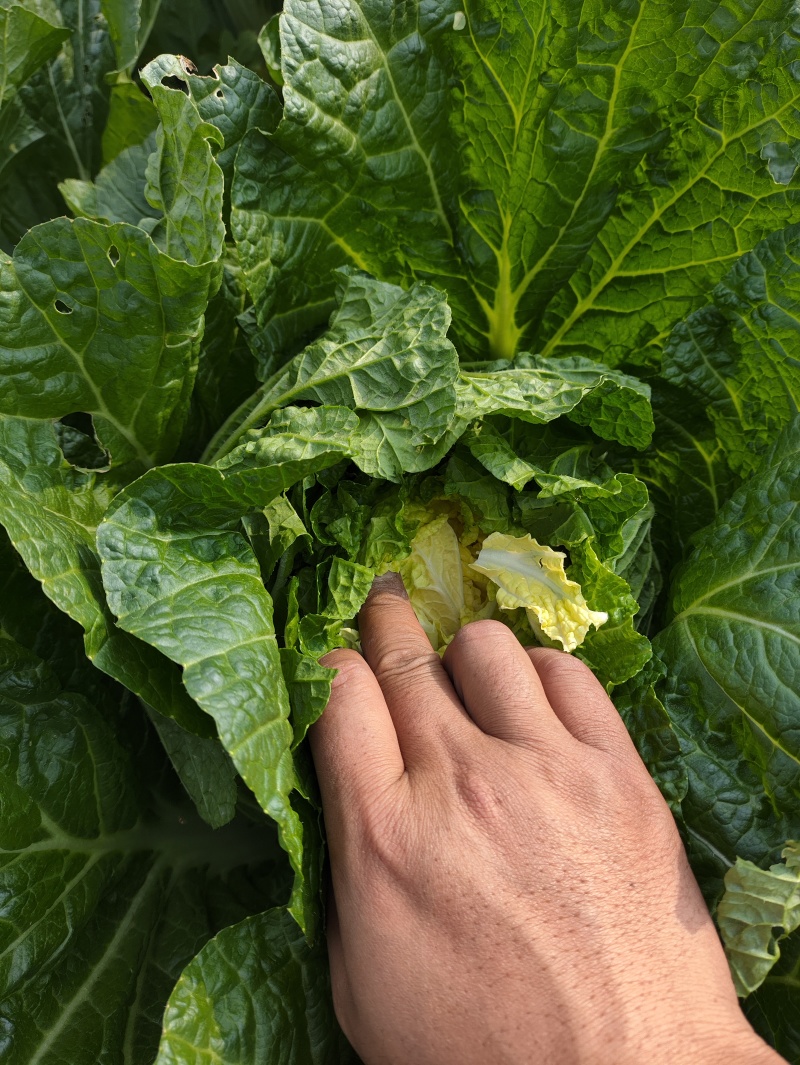 娃娃菜大娃娃菜大量有货种植基地发货