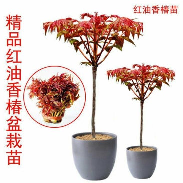 红油香椿树苖南方北方种植食用绿油香椿高产苗盆栽地栽当年采