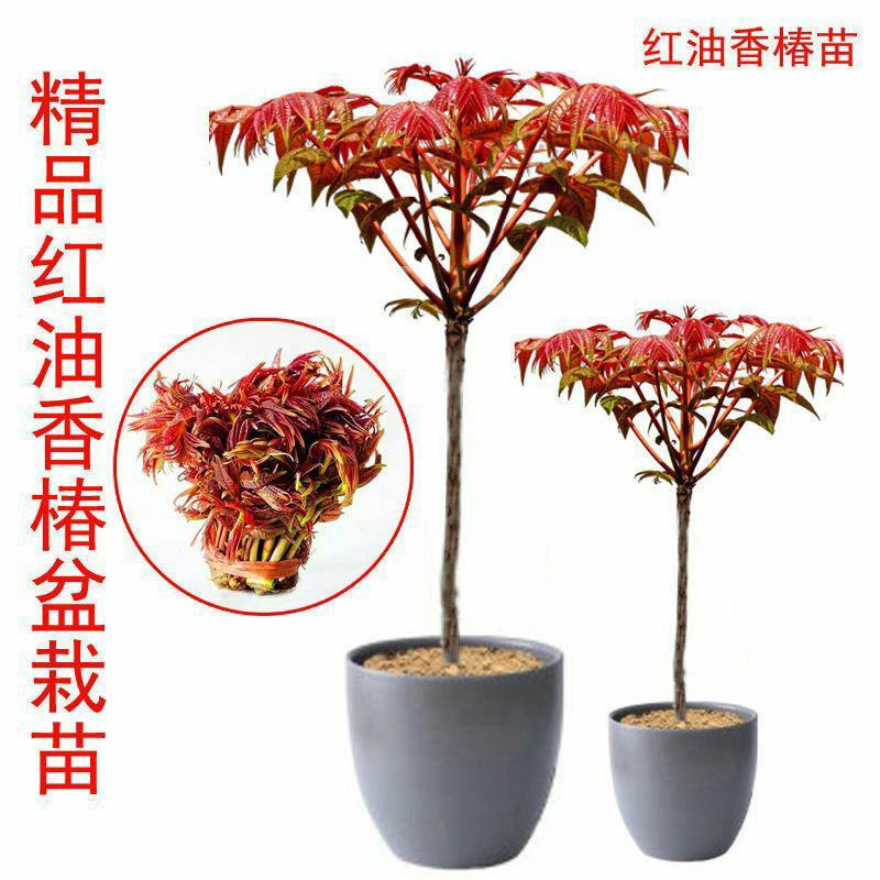 红油香椿树苖南方北方种植食用绿油香椿高产苗盆栽地栽当年采