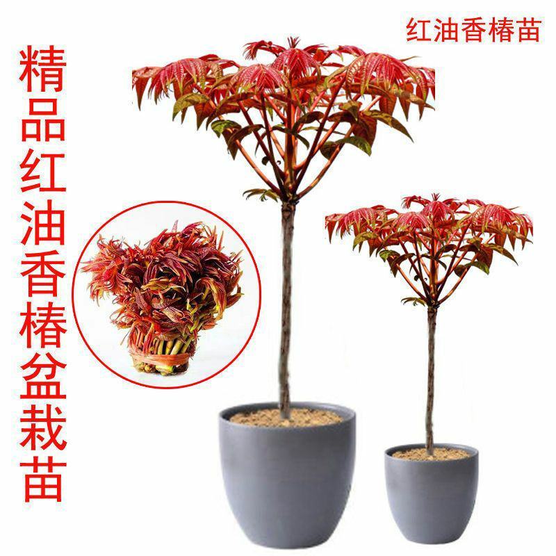 红油香椿树苖南方北方种植食用绿油香椿高产苗盆栽地栽当年采