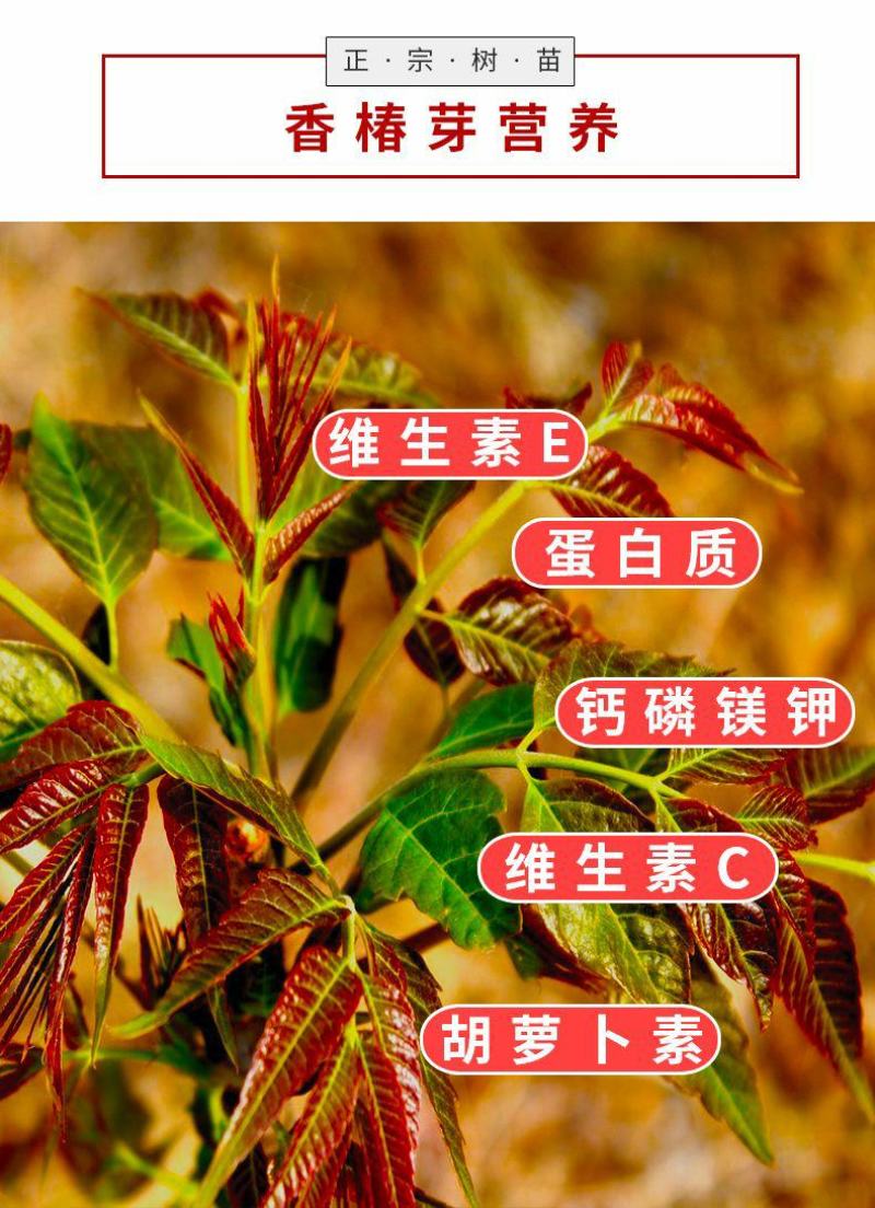 红油香椿树苖南方北方种植食用绿油香椿高产苗盆栽地栽当年采