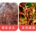 红油香椿树苖南方北方种植食用绿油香椿高产苗盆栽地栽当年采