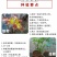 红油香椿树苖南方北方种植食用绿油香椿高产苗盆栽地栽当年采
