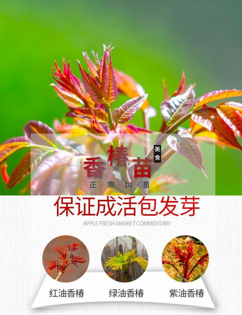 红油香椿树苖南方北方种植食用绿油香椿高产苗盆栽地栽当年采