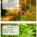 红油香椿树苖南方北方种植食用绿油香椿高产苗盆栽地栽当年采