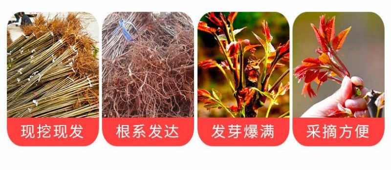红油香椿树苖南方北方种植食用绿油香椿高产苗盆栽地栽当年采