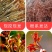 红油香椿树苖南方北方种植食用绿油香椿高产苗盆栽地栽当年采