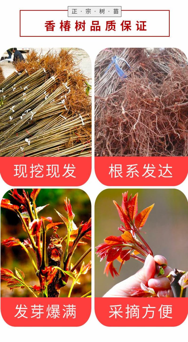 红油香椿树苖南方北方种植食用绿油香椿高产苗盆栽地栽当年采