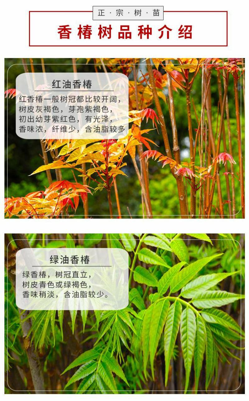 红油香椿树苖南方北方种植食用绿油香椿高产苗盆栽地栽当年采