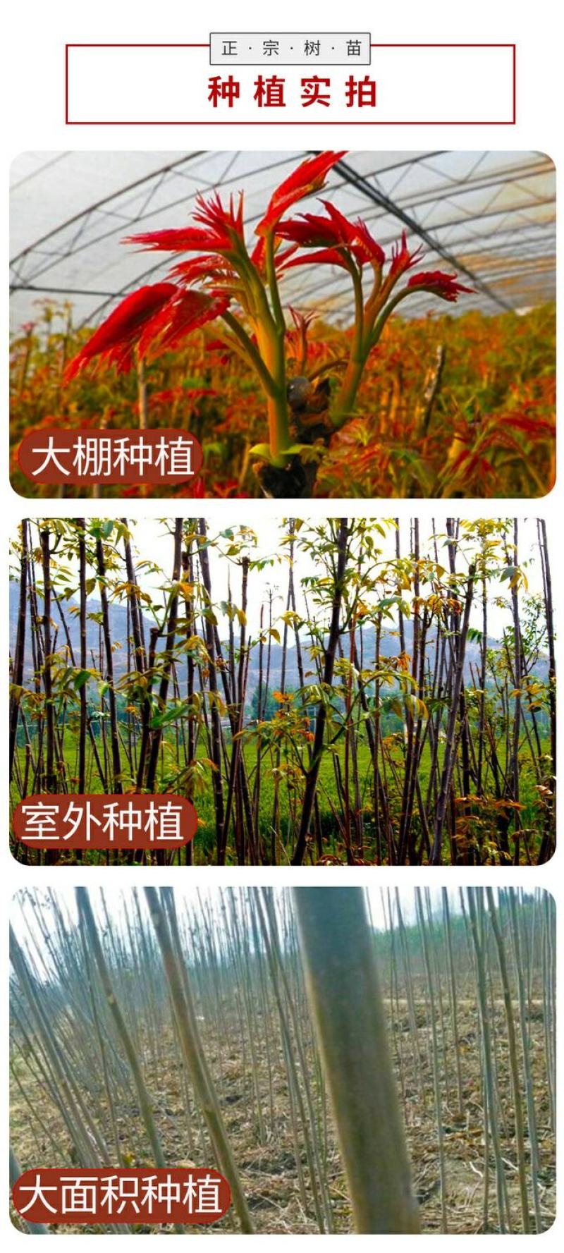 红油香椿树苖南方北方种植食用绿油香椿高产苗盆栽地栽当年采