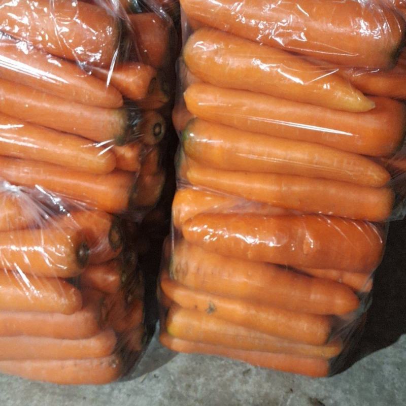东台胡萝卜大量上市