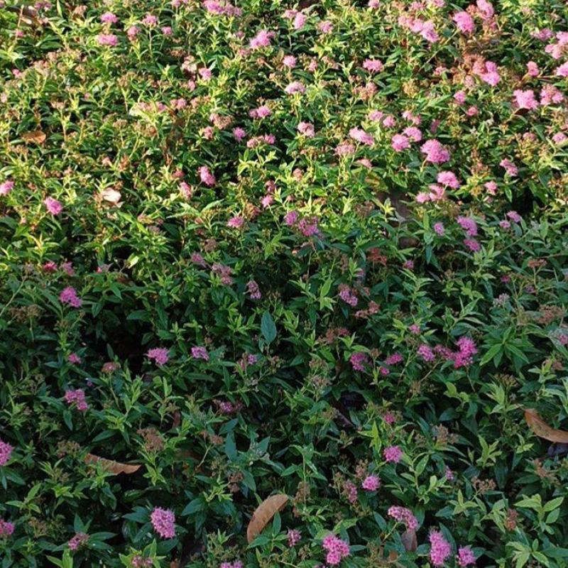 绣线菊