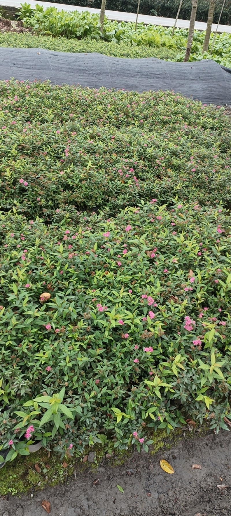 绣线菊