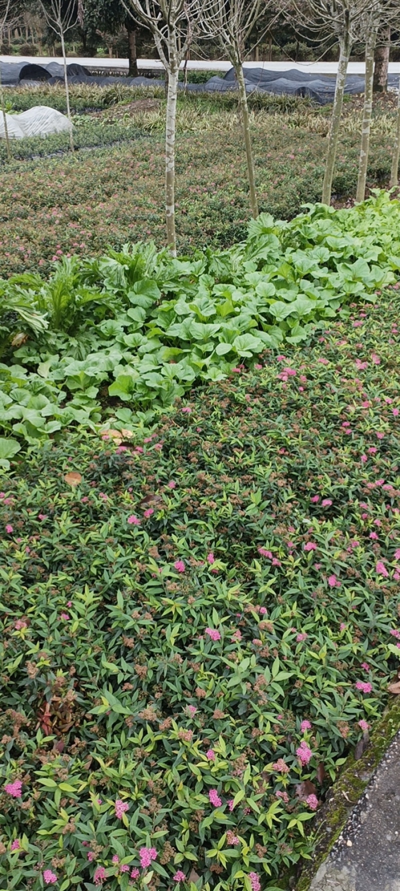 绣线菊