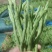 无丝豆，圆芸豆，无筋豆好货，电商货赶集货大量供应