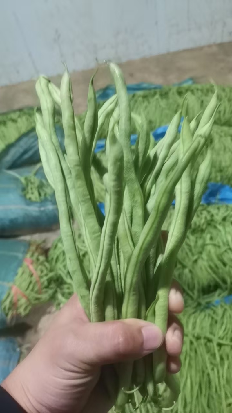 无丝豆，圆芸豆，无筋豆好货，电商货赶集货大量供应