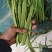 扁豆，扁青芸豆，精品货，电商货赶集货大量供应