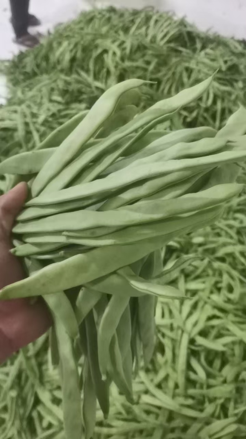 扁豆，扁青芸豆，精品货，电商货赶集货大量供应