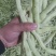 白不老，老来少白豆，精品货，电商货，赶集货大量供应