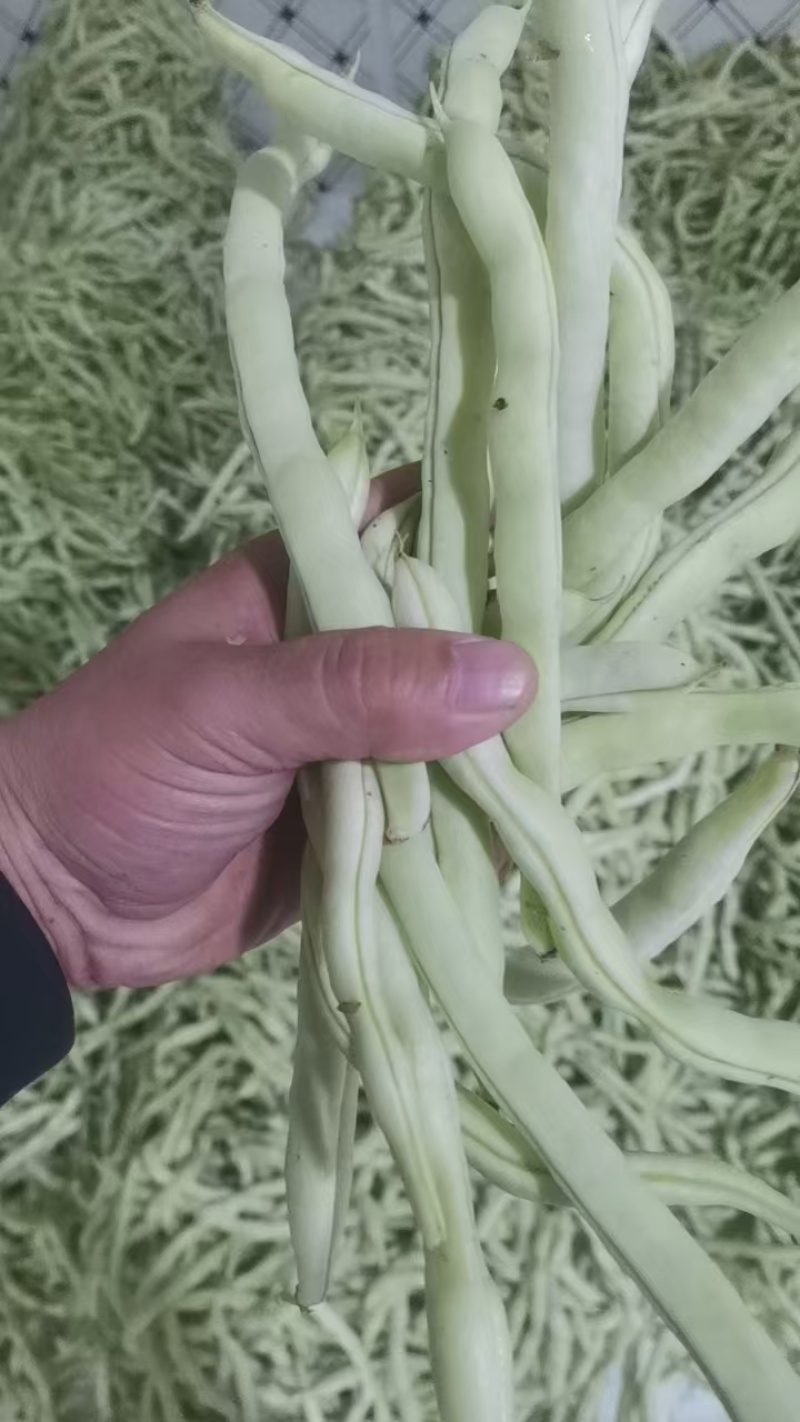 白不老，老来少白豆，精品货，电商货，赶集货大量供应