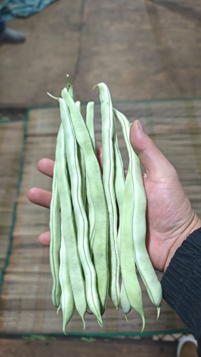 白不老，老来少白豆，精品货，电商货，赶集货大量供应