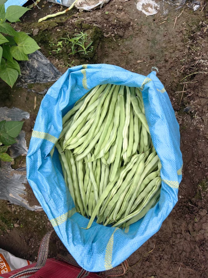 白不老，老来少白豆，精品货，电商货，赶集货大量供应