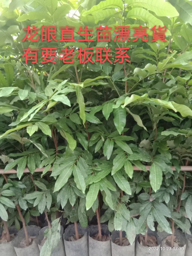 龙眼苗。