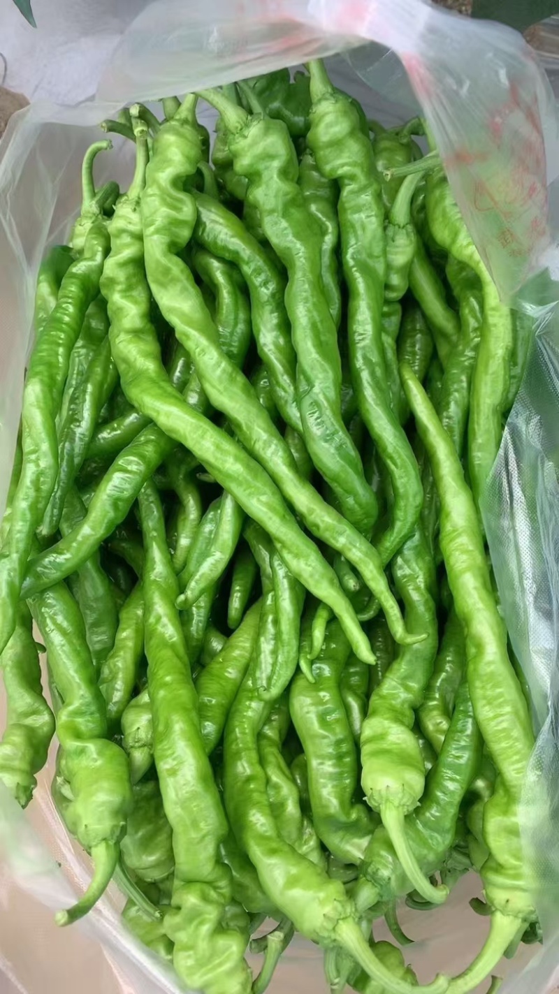 【陇椒】广东鲜辣椒大量上货，品种齐全，量大从优，诚信经营