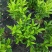 【非洲茉莉】广东苗圃直供质量保证一手货源全国发货