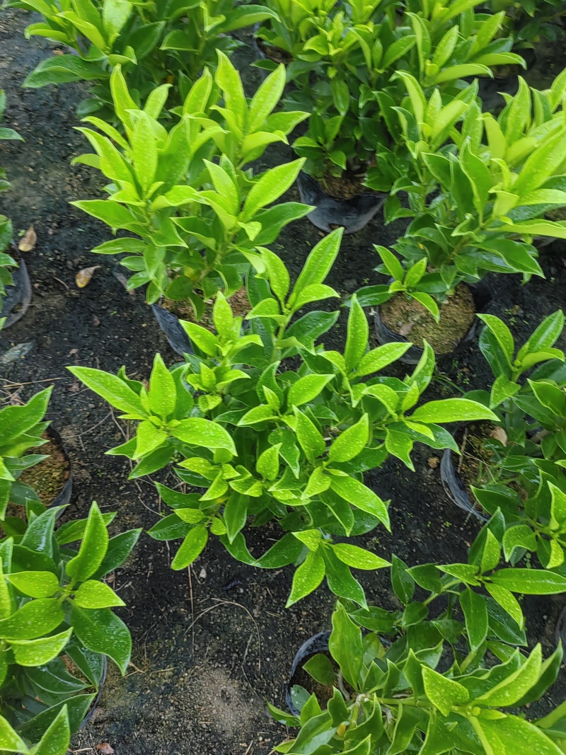 【非洲茉莉】广东苗圃直供质量保证一手货源全国发货