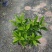 【非洲茉莉】广东苗圃直供质量保证一手货源全国发货