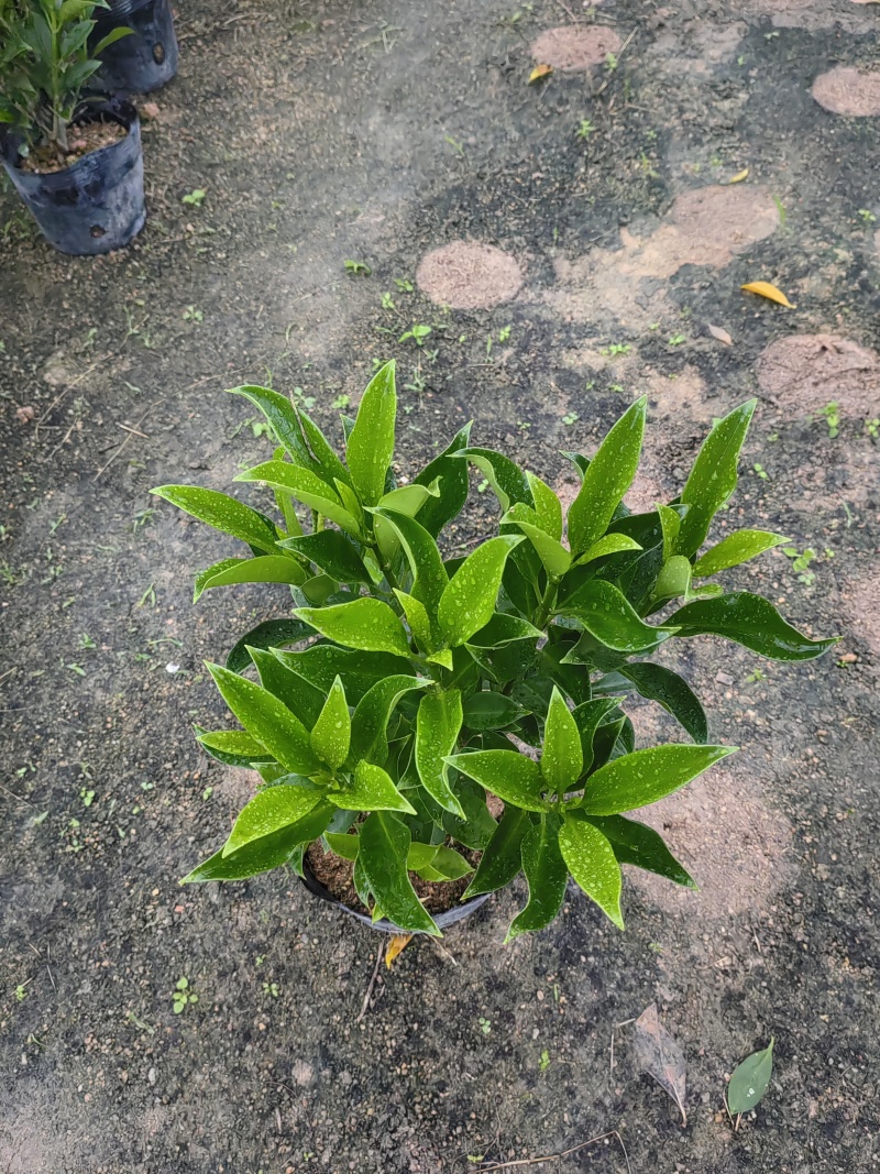 【非洲茉莉】广东苗圃直供质量保证一手货源全国发货