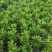 【非洲茉莉】广东苗圃直供质量保证一手货源全国发货