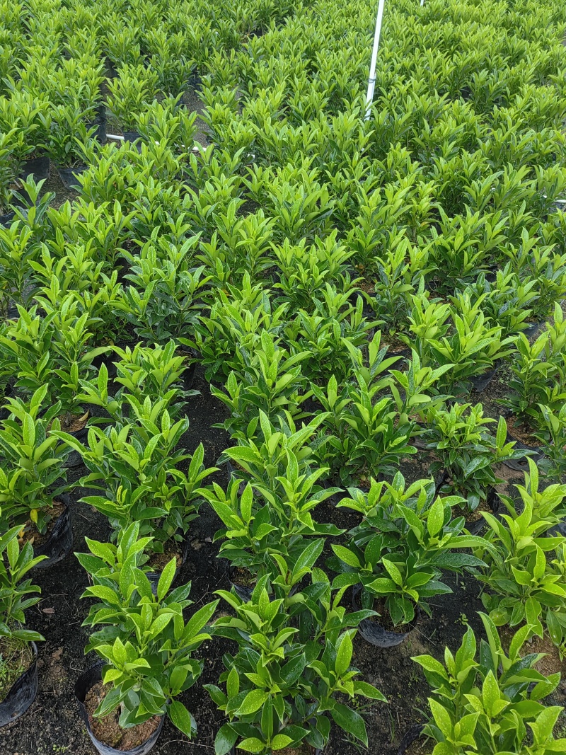 【非洲茉莉】广东苗圃直供质量保证一手货源全国发货