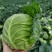精品圆包菜甘蓝菜质量保证一手货源，湖北嘉鱼基地直发圆甘蓝