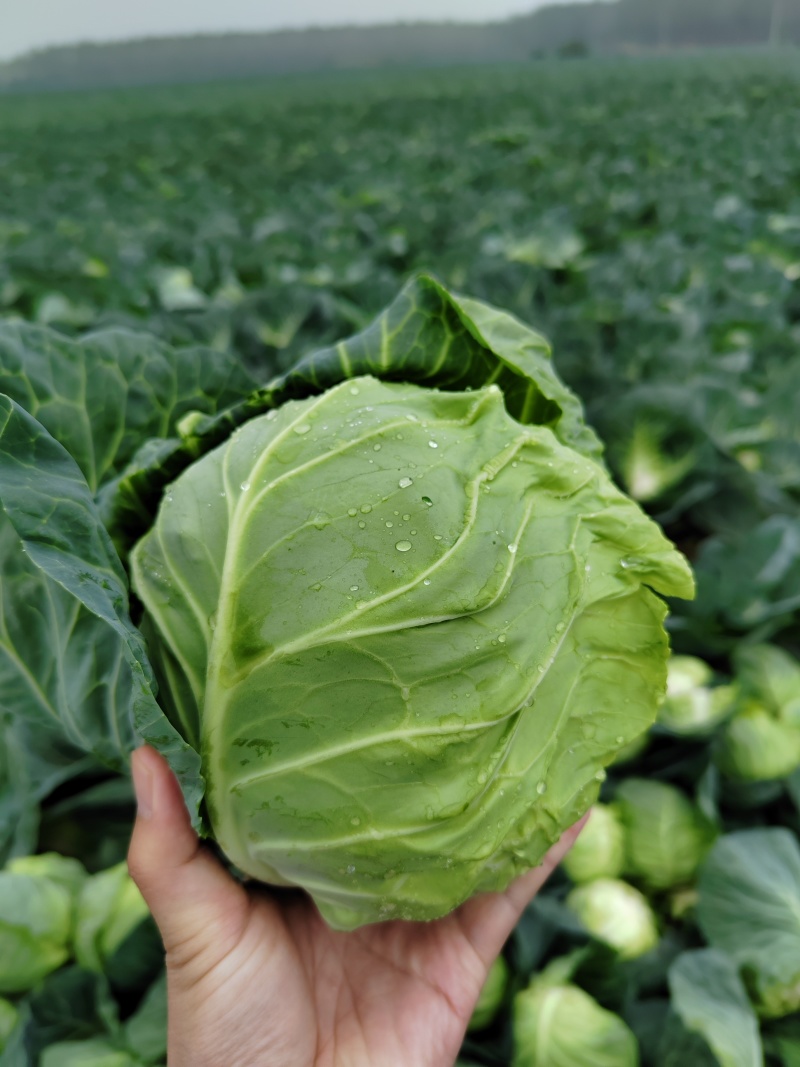 精品圆包菜甘蓝菜质量保证一手货源，湖北嘉鱼基地直发圆甘蓝