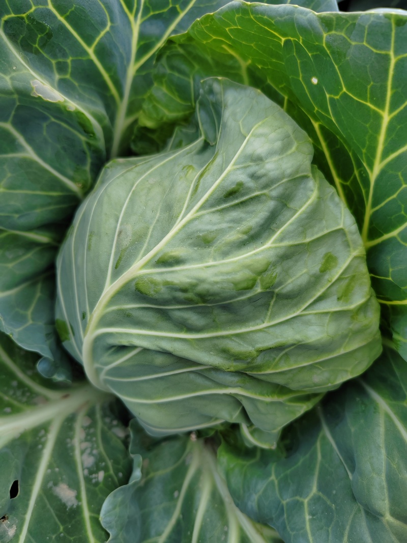 精品圆包菜甘蓝菜质量保证一手货源，湖北嘉鱼基地直发圆甘蓝