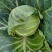 精品圆包菜甘蓝菜质量保证一手货源，湖北嘉鱼基地直发圆甘蓝