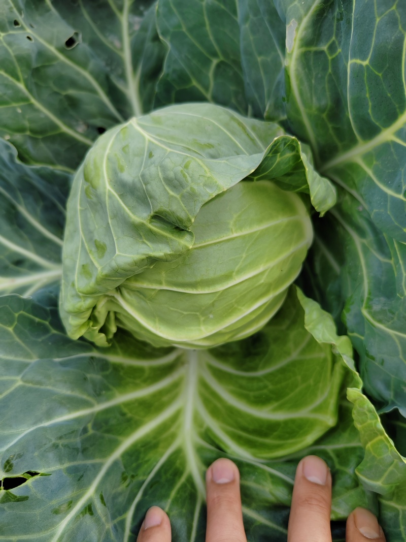 精品圆包菜甘蓝菜质量保证一手货源，湖北嘉鱼基地直发圆甘蓝