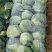 精品圆包菜甘蓝菜质量保证一手货源，湖北嘉鱼基地直发圆甘蓝