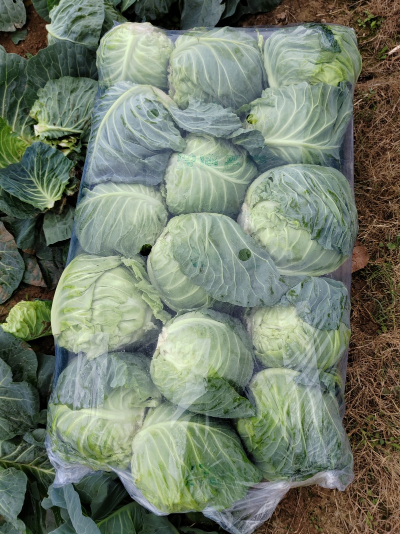 精品圆包菜甘蓝菜质量保证一手货源，湖北嘉鱼基地直发圆甘蓝