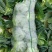 精品圆包菜甘蓝菜质量保证一手货源，湖北嘉鱼基地直发圆甘蓝