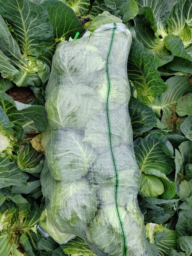 精品圆包菜甘蓝菜质量保证一手货源，湖北嘉鱼基地直发圆甘蓝