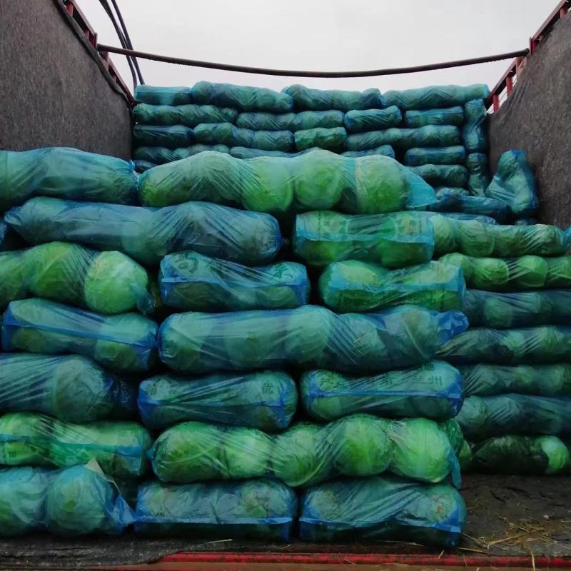 精品圆包菜甘蓝菜质量保证一手货源，湖北嘉鱼基地直发圆甘蓝