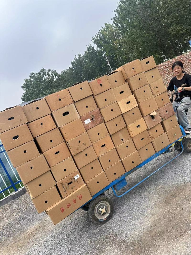 线椒苗辣椒苗黄线椒长直基地直发抗病性强耐高温产量高微辣