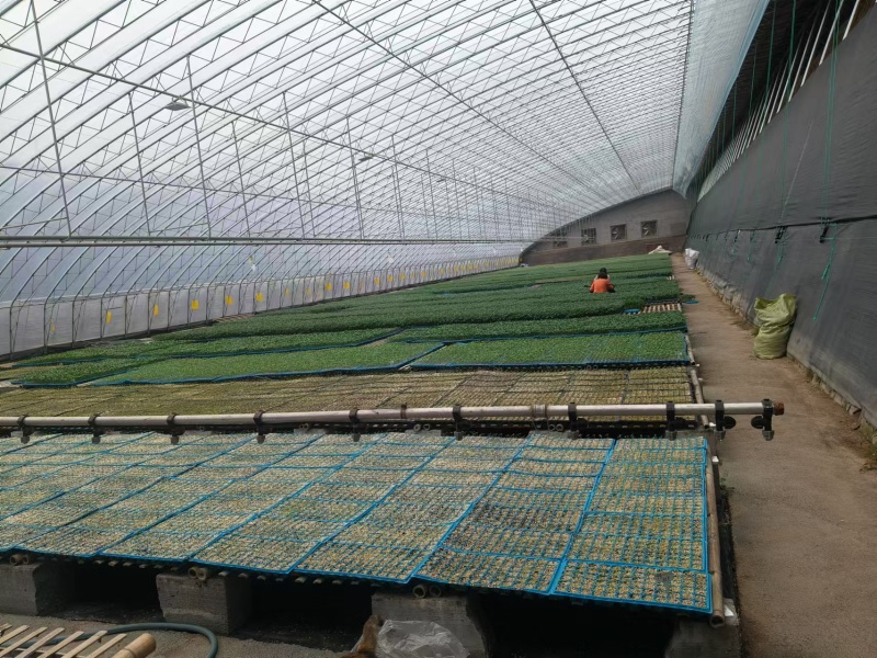 线椒苗辣椒苗黄线椒长直基地直发抗病性强耐高温产量高微辣