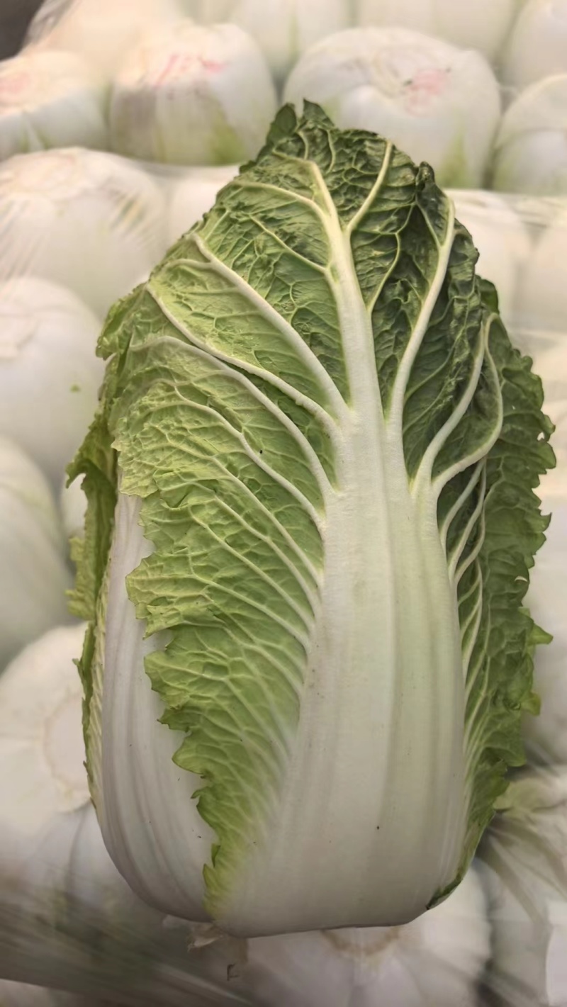 兰陵县精品玲珑黄小颗大白菜