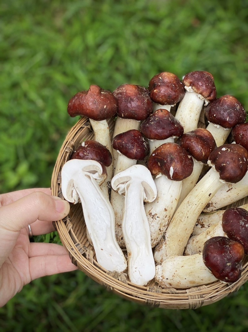 老梁包邮特惠2斤2盒新鲜赤松茸仅33元，可一件代发