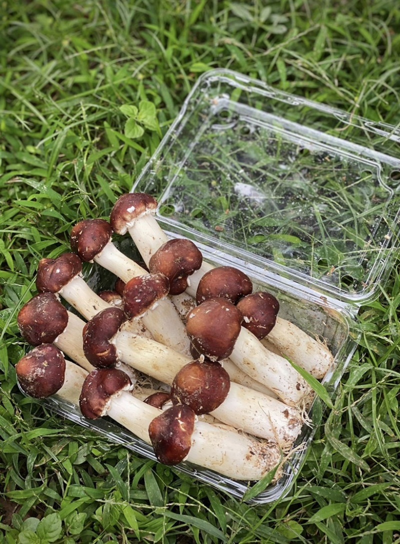 老梁包邮特惠2斤2盒新鲜赤松茸仅33元，可一件代发