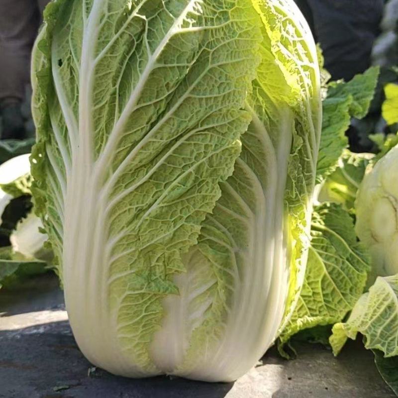 兰陵县精品玲珑黄小颗大白菜
